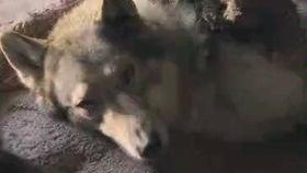 真狼影视剧免费观看